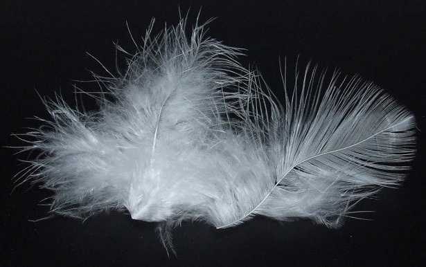 Як підготувати пір’я, щоб вигідно продати Як підготувати пір’я, щоб вигідно продати