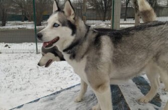 Парк для собак у Харкові: майданчик КП ЦОЖ для вигулу