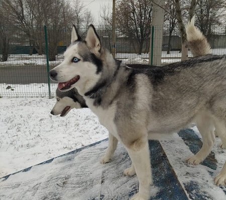 Парк для собак у Харкові: майданчик КП ЦОЖ для вигулу