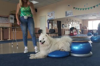 Спортзал у Харкові: шоу Клуб Perfect Dog в дії!
