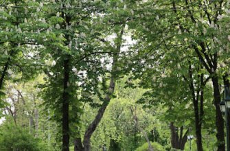 “Міський парк: Сквер Незалежності в Харкові – огляд”