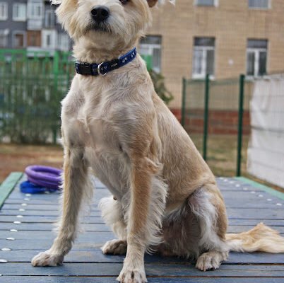 Парк для собак у Харкові: майданчик КП ЦОЖ Парк для собак у Харкові: майданчик КП ЦОЖ