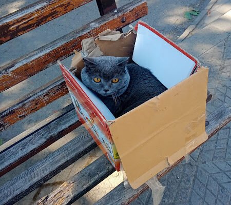 Ветеринарна клініка “Друг” у Харкові – турбота про улюбленців