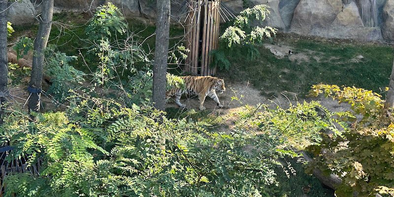 Парк зоопарк у Харкові: відкрийте дикій світ!