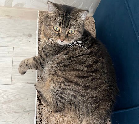 Ветеринарна клініка Салтівка, Харків: якісний догляд