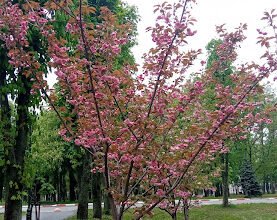 Алея сакури в Харкові: чарівний парк для прогулянок