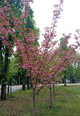 Алея сакури в Харкові: чарівний парк для прогулянок