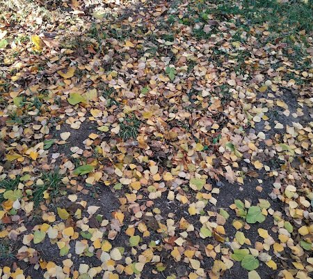 Парк у Харкові: новий погляд на міські сквери