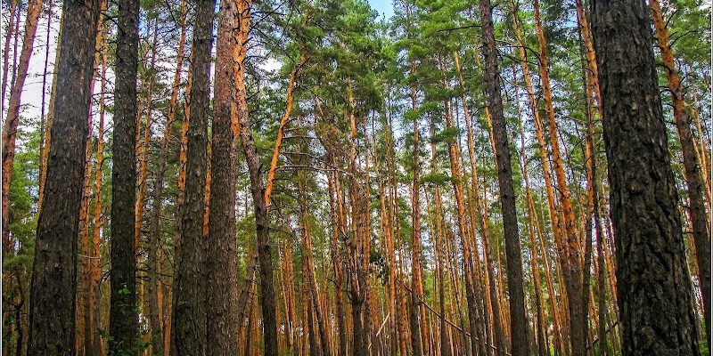 Парк “Молодий ліс” у Харкові: краса природи