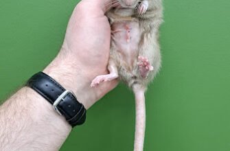 Ветеринарна клініка Kiwi для екзотичних тварин у Харкові