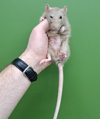 Ветеринарна клініка Kiwi для екзотичних тварин у Харкові