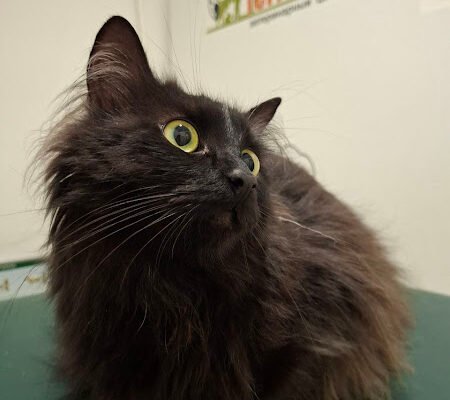 Ветеринарна клініка Terra Vet у Харкові – турбота про улюбленців