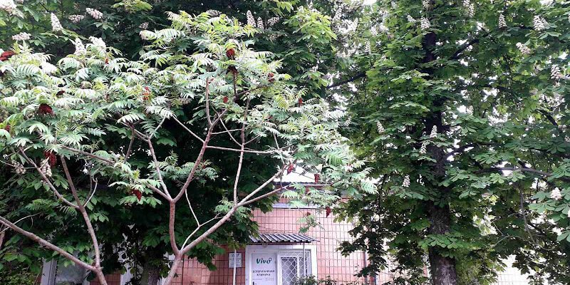 Ветеринарна клініка Vivo+ у Харкові: турбота про вашого улюбленця