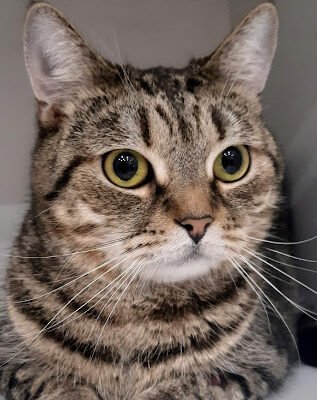 Ветеринарна клініка “ВетТочка Пес і Кіт” в Харкові