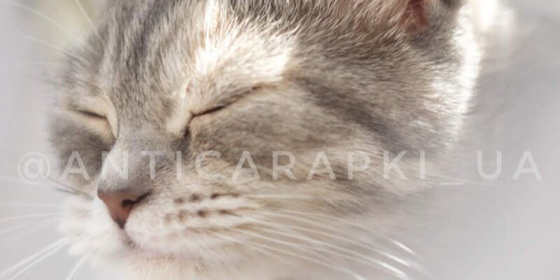 “Антицарапки для котів: Зоомагазин у Харкові 28CX+7F”