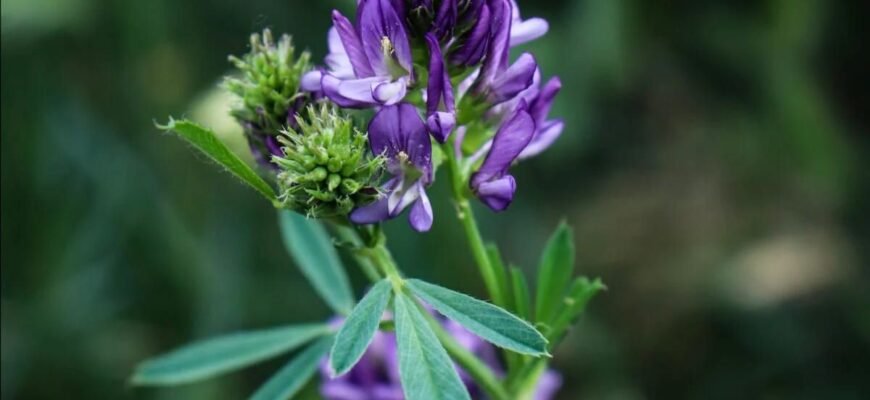 Чи можна сіяти люцерну на зиму: переваги та рекомендації агрономів