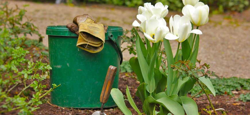 Чи можна садити тюльпани весною: поради та рекомендації для садівників