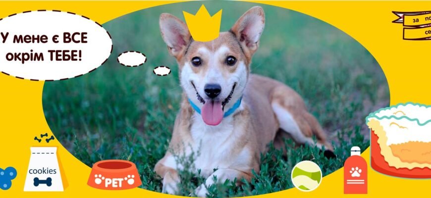 Соціальний проєкт допомога тваринам: як ми змінюємо життя Соціальний проєкт допомога тваринам: як ми змінюємо життя