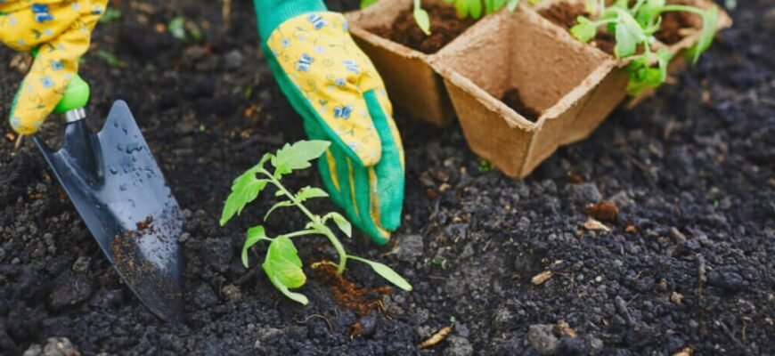 Чи можна садити картоплю в Чистий четвер: традиції та поради