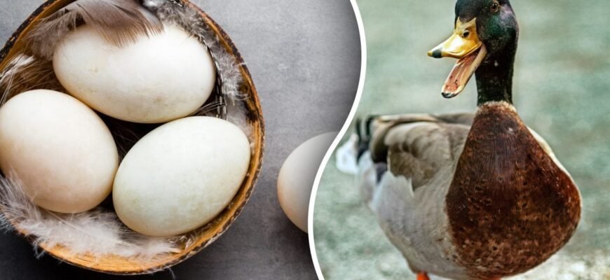 Чи можна їсти качині яйця? Розбір користі та можливих ризиків