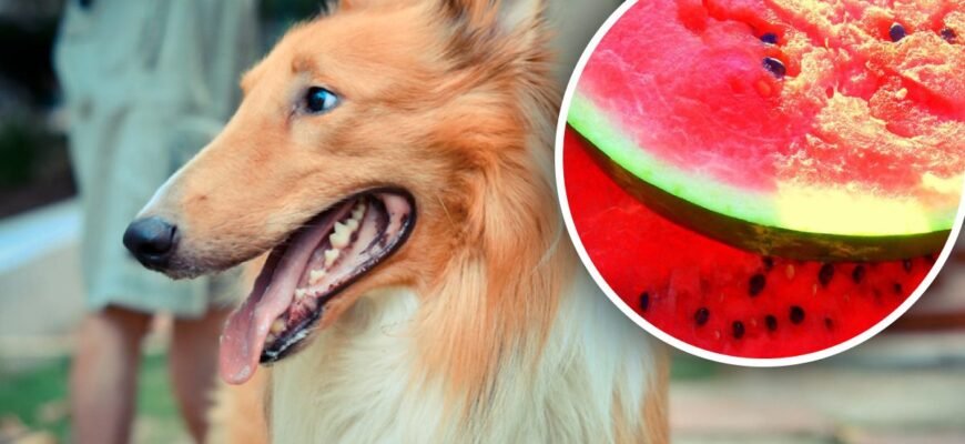 Чи можна собакам кавун: користь і ризики для здоров’я улюбленця