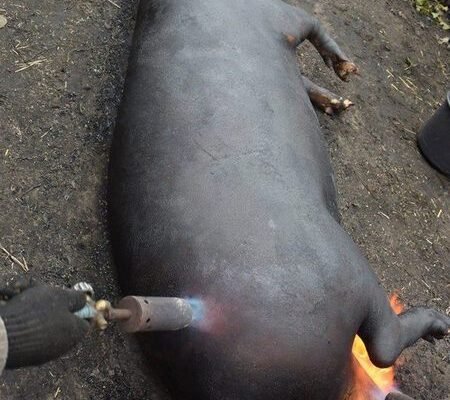 Чи можна різати свиню, коли вона в охоті: період та рекомендації Чи можна різати свиню, коли вона в охоті: період та рекомендації