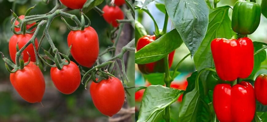 Чи можна садити перець біля помідорів: поради та особливості сусідства