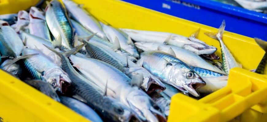 Чи можна перевозити рибу через кордон: правила та обмеження Чи можна перевозити рибу через кордон: правила та обмеження