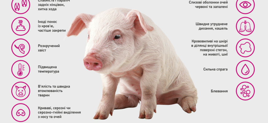 Африканська чума свиней: Чи безпечно вживати свинину під час спалаху?