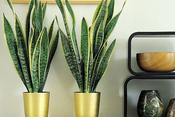 Чи можна тримати вдома вазон “тещин язик”: користь та прикмети Чи можна тримати вдома вазон “тещин язик”: користь та прикмети