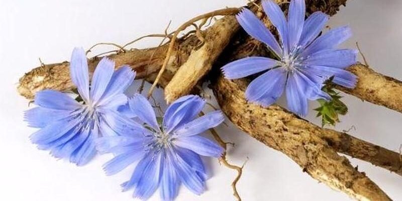 Чи можна пити цикорій при цукровому діабеті: безпечність напою