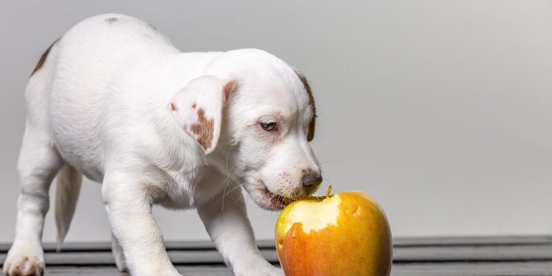 Чи можна собакам яблука: користь та обмеження в раціоні чотирилапих Чи можна собакам яблука: користь та обмеження в раціоні чотирилапих