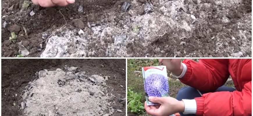 Чи можна сіяти айстри на зиму: поради та рекомендації для садівників