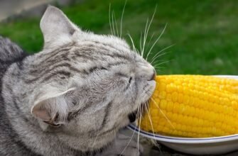 Чи можна котам кукурудзу: що важливо знати про раціон улюбленців