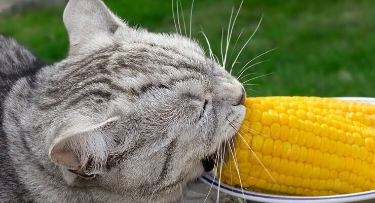 Чи можна котам кукурудзу: що важливо знати про раціон улюбленців
