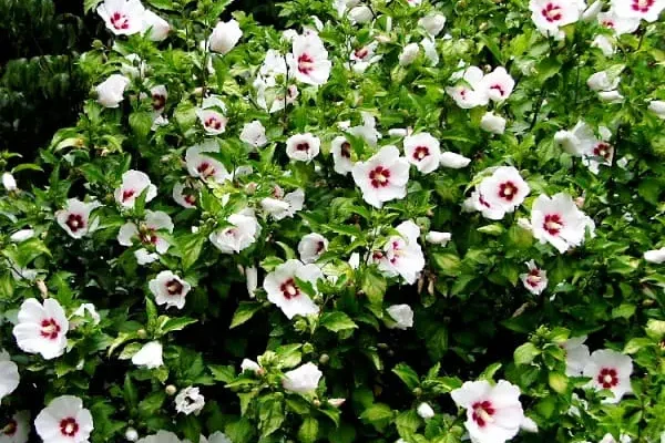 Чи можна садити гібіскус біля хати: поради та рекомендації