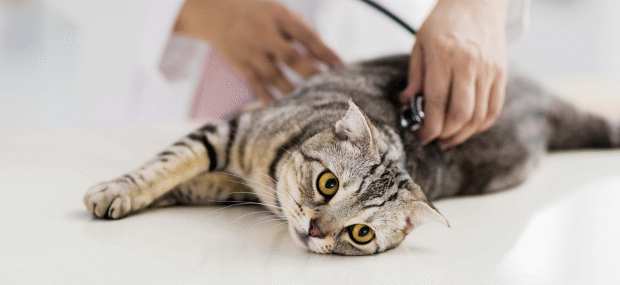 Чи можна каструвати кота в 2 роки: важливі поради та рекомендації