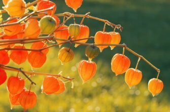 Чи можна їсти фізаліс: Безпечні способи вживання та користь