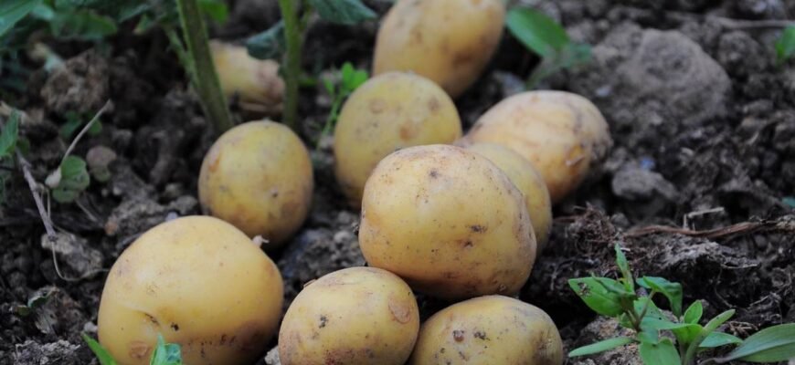 Чи можна садити пророслу картоплю: поради та рекомендації експертів