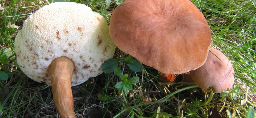 Чи можна їсти заячий гриб: особливості та безпека вживання