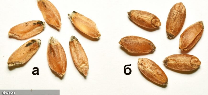 Чи можна давати свиням зерно, заражене сажкою: важливі поради та ризики Чи можна давати свиням зерно, заражене сажкою: важливі поради та ризики