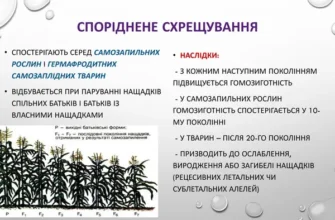 Оберіть можливі наслідки спорідненого схрещування: ризики та впливи
