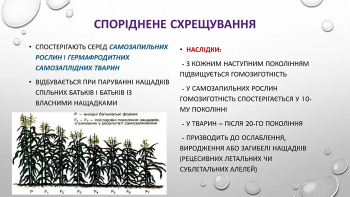Оберіть можливі наслідки спорідненого схрещування: ризики та впливи
