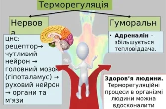 Які наслідки порушення терморегуляції організму людини: аналіз та поради