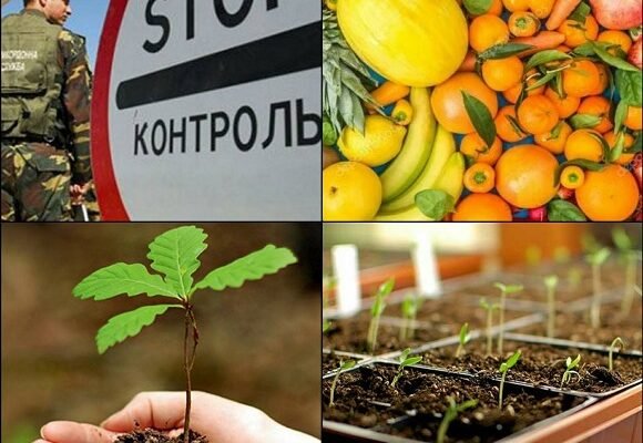 Чи можна перевозити насіння через кордон: правила та рекомендації