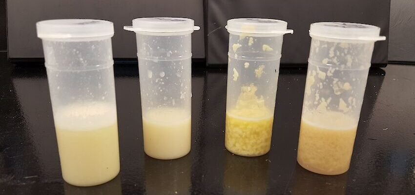 Чи можна пити молоко, якщо у корови мастит: що каже наука? Чи можна пити молоко, якщо у корови мастит: що каже наука?