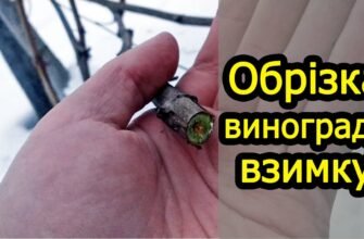 Чи можна обрізати виноград зимою: поради та рекомендації від експертів