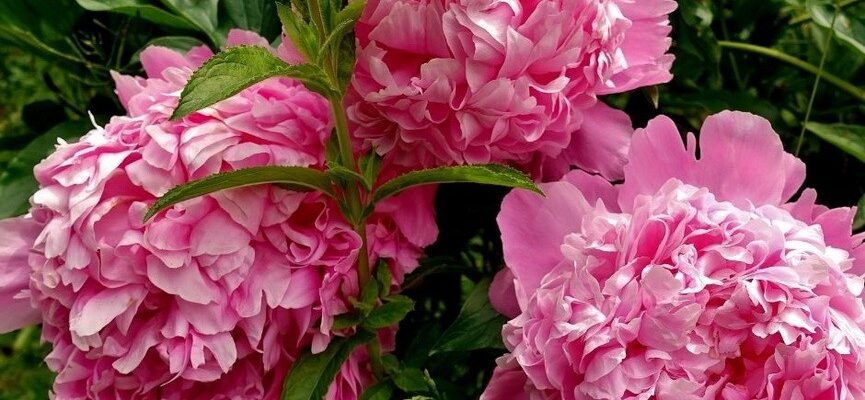Чи можна пересаджувати піони весною: рекомендації та поради садівникам Чи можна пересаджувати піони весною: рекомендації та поради садівникам