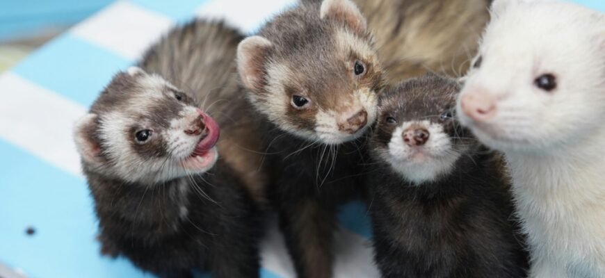 Ласка і тхір: ключові відмінності та унікальні особливості