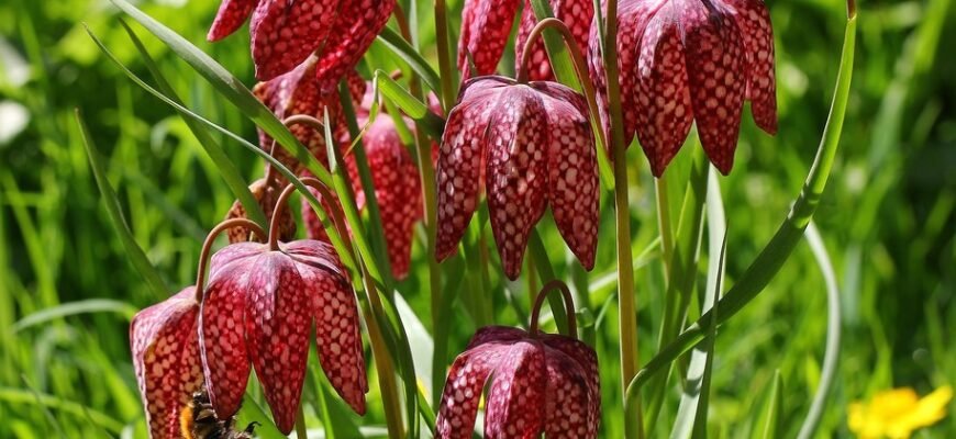 Чи можна садити рябчик весною: поради для вдалого висаджування Чи можна садити рябчик весною: поради для вдалого висаджування